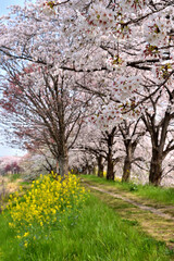 Fototapeta premium 桂の背割の桜