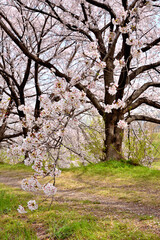 Fototapeta premium 桂の背割の桜