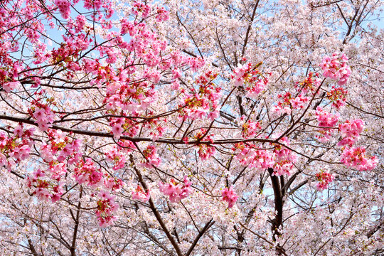 桂の背割の桜