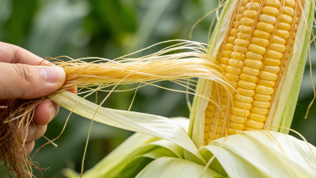 Closeup view of hand holding corn silk on a corn plant in a field during the summer