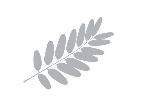 A single grey pinnate leaf with multiple rounded leaflets arranged along a central slender stalk