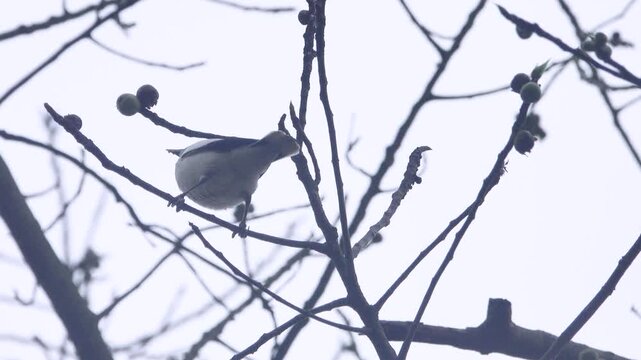 gray-backed mynas (white-shouldered starling, Sturnia sinensis) feeding on fruits. Vietnam