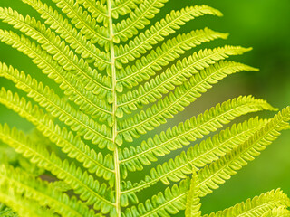 Natural green young ostrich fern or shuttlecock fern © Dmitrii Potashkin