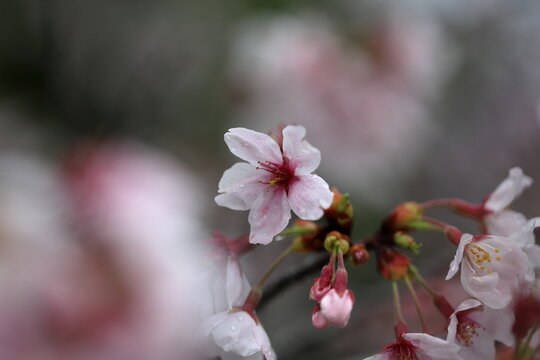 雨上がりの桜