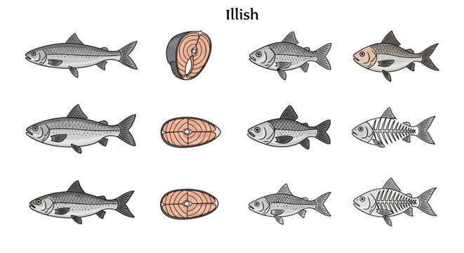 Colorful illustrations of fish, salmon steaks, and fish skeletons with label "Illish".