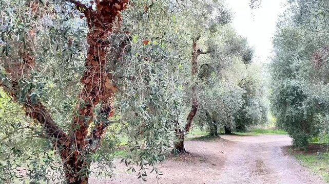  Scenic Dirt Path Through a Lush Olive Grove
