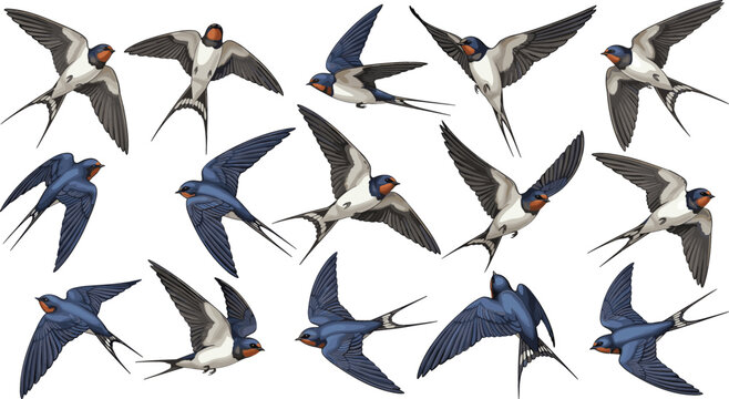 Flying swallow birds set with different wing positions, realistic wildlife illustration, nature and migration concept, detailed vector collection for ornithology design