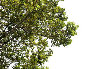 Fototapeta premium branch of a tree on transparent