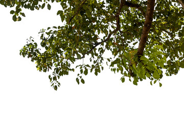 Fototapeta premium branch of a tree with leaves
