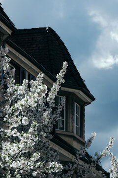 Zurich, Switzerland - 02 April 2023: View of a building's corner with a dark roof contrasts with the soft white blossoms against a cloudy sky.