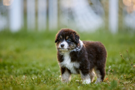 Fluffy Australian Shepherd puppy stands on grass with blue eyes, curious expression, autumn backyard mood, pet portrait for family-friendly editorial and commercial stock use and marketing assets site