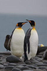 Fototapeta premium Antarktis, Tiere, Königspinguin, Pinguin