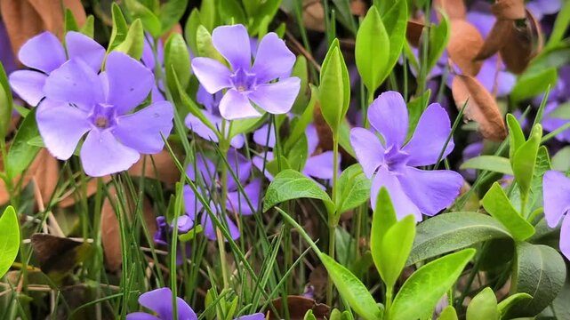 Purple periwinkle flowers blooming in garden. Static shot with flowers swaying in wind, green leaves and organic textures. Authentic candid style, natural daylight, macro spring details.