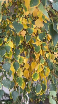 &Aacute;rbol Abedul movido por el viento video vertical 4K
