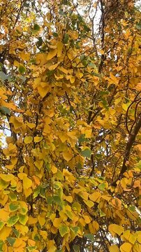 &Aacute;rbol Abedul movido por el viento video vertical 4K