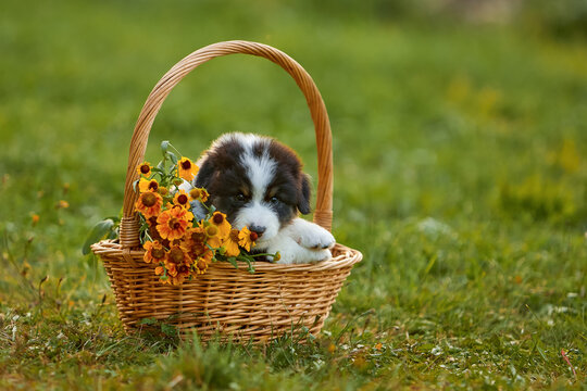 Fluffy puppy in a wicker basket with orange wildflowers on green grass. Charming pet portrait for spring and summer themes, Easter, gift, farm life, family, floral styling, cute stock image editorial 
