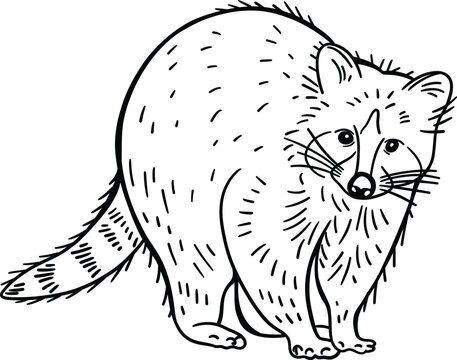 Black outline of a raccoon illustration in vector for coloring book or tattoo design