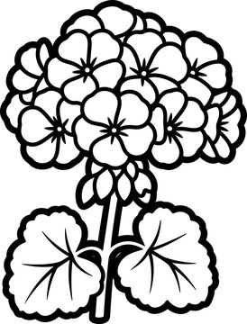 Black and white line drawing of a hydrangea flower with leaves