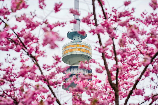 Munich Olympiapark Cherry Blossom Spring Season in close up view with the TV tower at the background