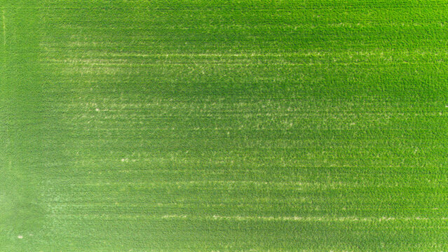 Aerial view of vibrant green fields stretching to the horizon, creating a textured tapestry of nature's artistry, Sremska Mitrovica, Vojvodina, Serbia.