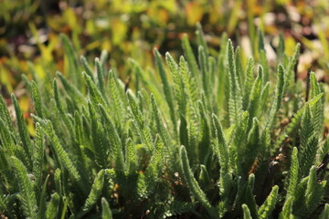 Young Yarrow (Achillea millefolium) Plant Growing in a Garden © Mariia