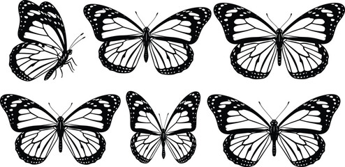 Fototapeta premium Elegant Butterfly Illustration Set Featuring Detailed Butterfly Wings for Nature, Wildlife, and Animal Graphics Designs.