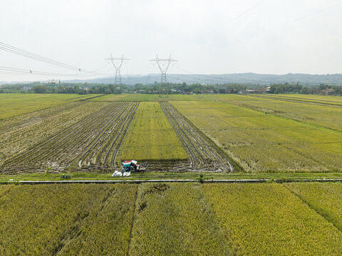 Aerial view of golden rice fields contrasting with the harvested earth, under the towering power lines, a testament to agriculture and industry working side by side, Kendal, Central Java, Indonesia.