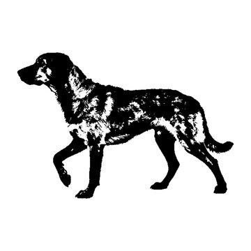 Stylized dog in motion, side profile, black ink, textured fur patches, walking stance, isolated foreground, artistic rendering.
