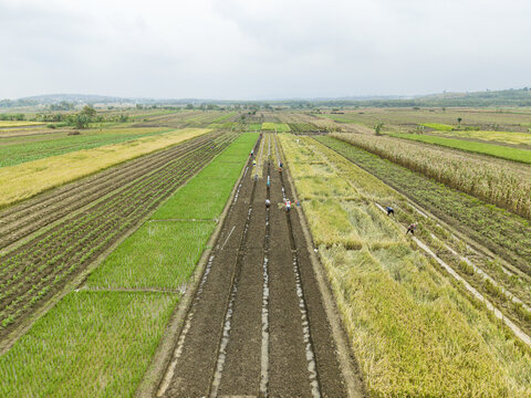 Aerial view of vibrant agricultural land showing a patchwork of textures and colors, with farmers working diligently in the fields, Kendal, Central Java, Indonesia.