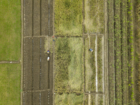 Aerial view of farmers in symmetrical fields separated by narrow paths, creating a mosaic of earthy browns and bright greens, Kendal, Central Java, Indonesia.