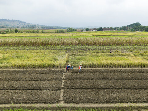 Aerial view of farmers tending neatly partitioned fields, a mosaic of dark earth and golden crops under a vast sky, Kendal, Central Java, Indonesia.