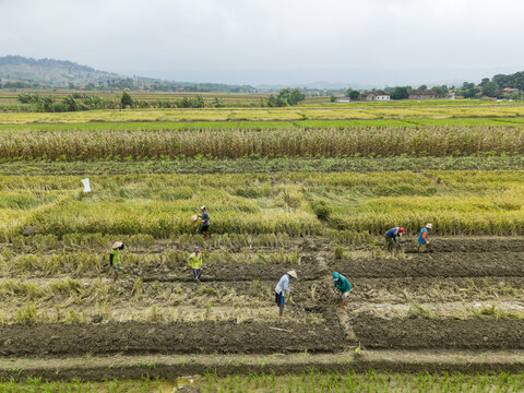 Aerial view of farmers tending to the patchwork fields, their silhouettes a stark contrast against the earthy tones, Kendal, Central Java, Indonesia.