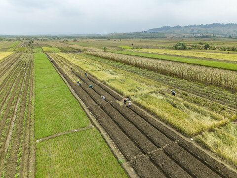 Aerial view of farmers work the land, their figures small against the vast patchwork of green and brown fields under the soft light, Kendal, Central Java, Indonesia.