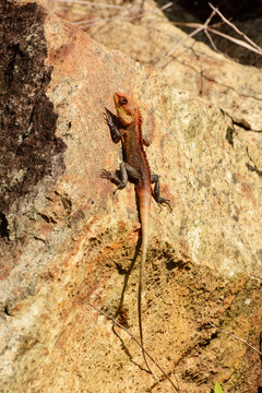 Male Oriental garden lizard (Calotes versicolor) sunbathing on a rock at Knuckles Mountain Range, Sri Lanka