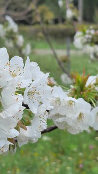 Bees buzz and pollinate the flowering cherry tree Prunus avium in Greece