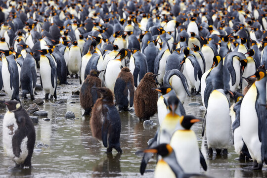Antarktis, Tiere, K&ouml;nigspinguine, Mauser