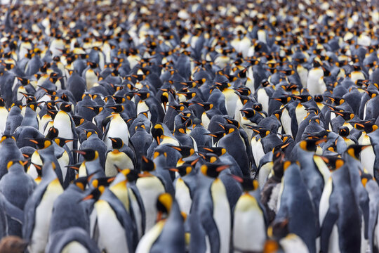 Antarktis, Tiere, K&ouml;nigspinguine, Pinguine
