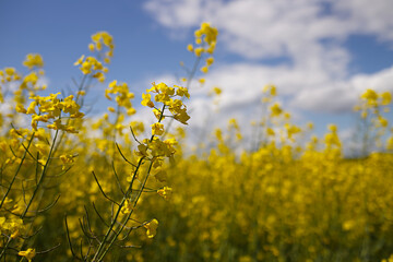Obraz premium Yellow rapeseed field against a blue sky with clouds. Blooming canola flower in summer