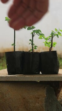 Close up footage of a hand organizing three young katuk plant seedlings in black plastic nursery bags neatly placed on a rough stone surface, natural outdoor background
