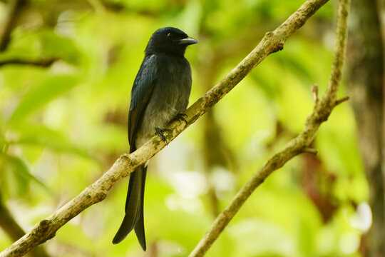 White-bellied drongo (Dicrurus caerulescens leucopygialis) of the endemic subspecies from southwestern Sri Lanka perched on a branch at Deniyaya