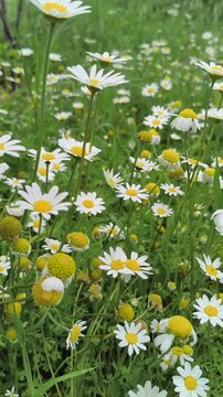 Beautiful daisy flowers Matricaria in the wind by birdsong in Greece