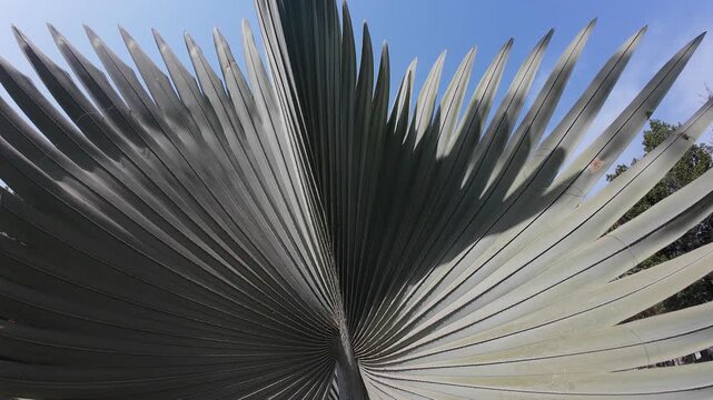 Texture of a Silver Bismarck Palm Leaf featuring Symmetrical Fan Patterns and Natural Lines
