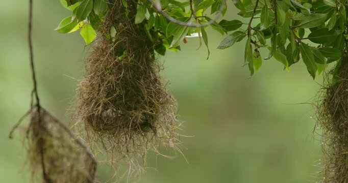 Red-rumped Cacique (Cacicus haemorrhous) building a nest in its natural habitat
