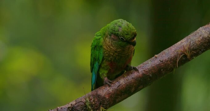 Maroon-bellied Parakeets Perching on Branch, Taking Off in Rainy Tropical Forest