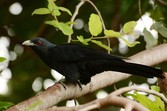 Male Asian koel (Eudynamys scolopaceus scolopaceus) perched on a branch next to the Nedimala Canal in Dehiwala-Mount Lavinia, Colombo District, Sri Lanka