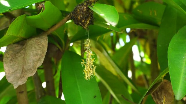 Group of baby Praying mantis or Hierodula patellifera nymphs jumping from a twig. This video records realistic insect motion and botanical textures using a fixed camera and bright day exposure.