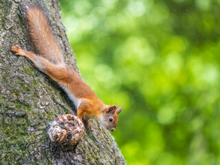 Fototapeta premium Portrait of a squirrel on a tree trunk