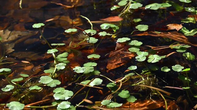 Water clover, likely Marsilea mutica, with floating green leaves on the water surface in a river at Cumberland Mountain State Park, Crossville
