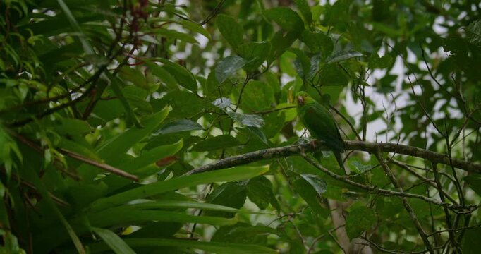 Plain Parakeet (Brotogeris tirica) perching on a branch in Rainy Tropical Forest
