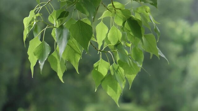 Southern Urals in summer: a large poplar tree on the banks of the Yuryuzan mountain river.